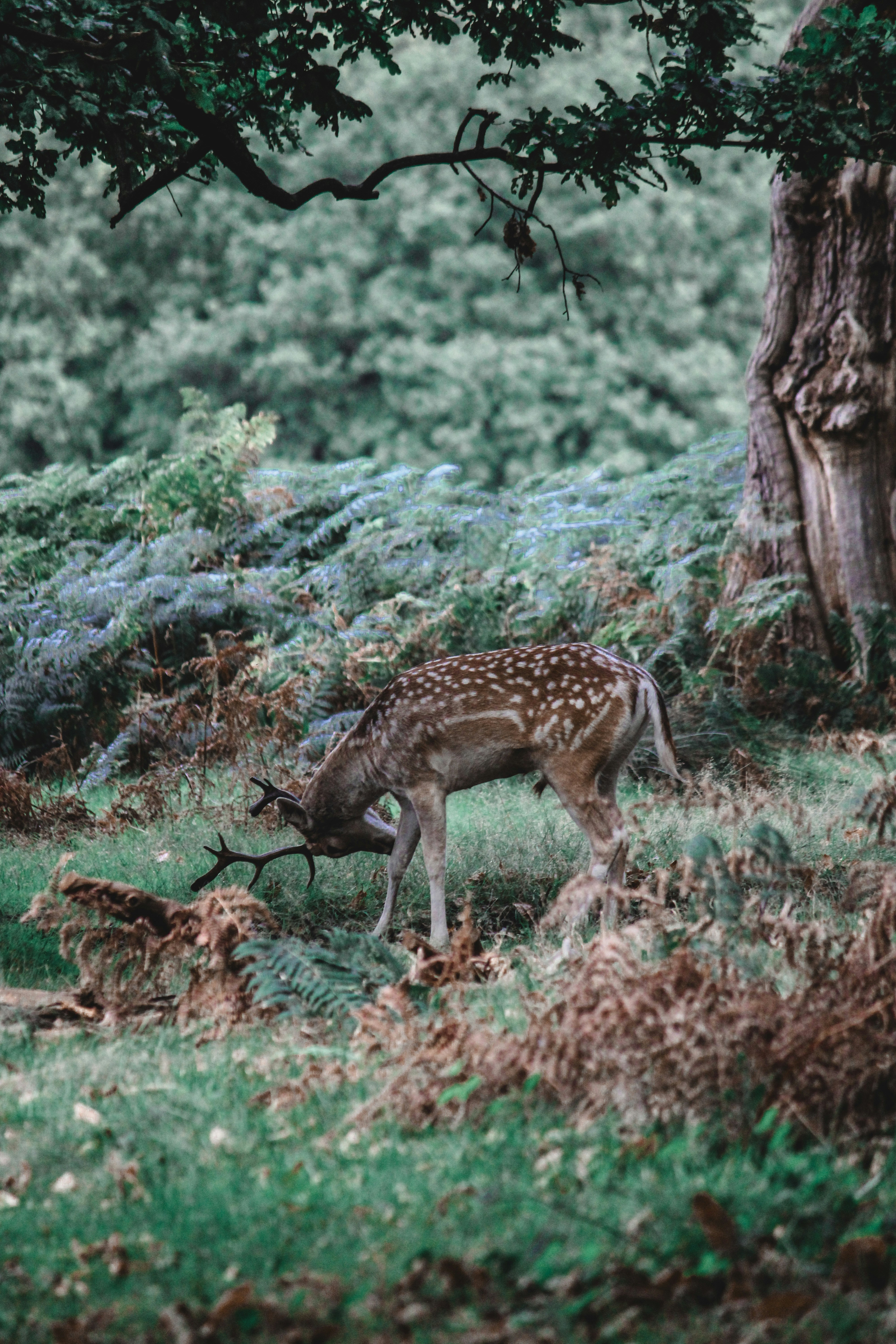 Photo by srtkmaji