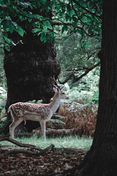 A majestic deer standing in a lush forest.