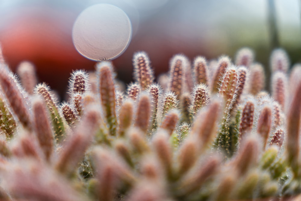 a close up of a plant with a blurry background