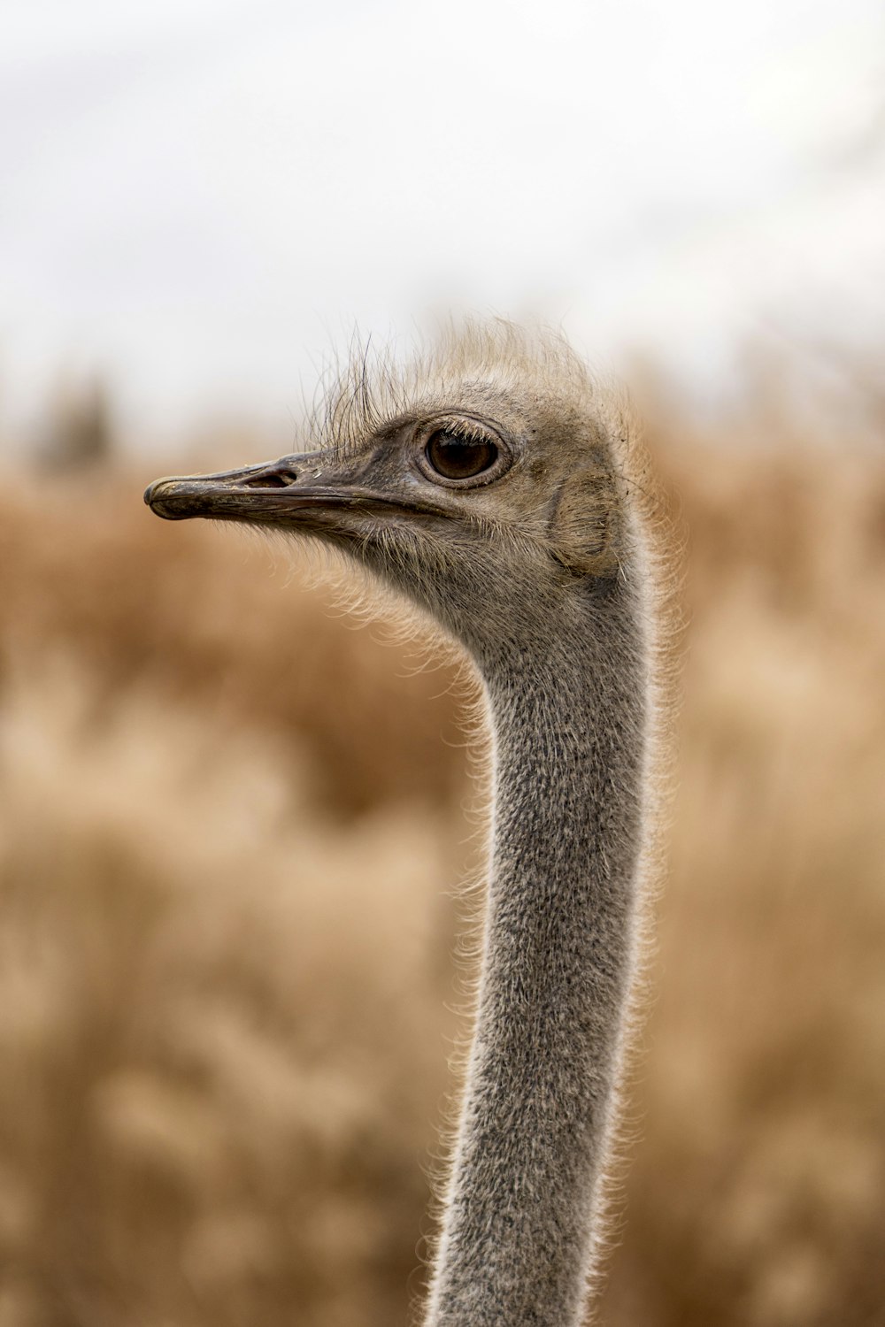 an ostrich standing in a field of tall grass