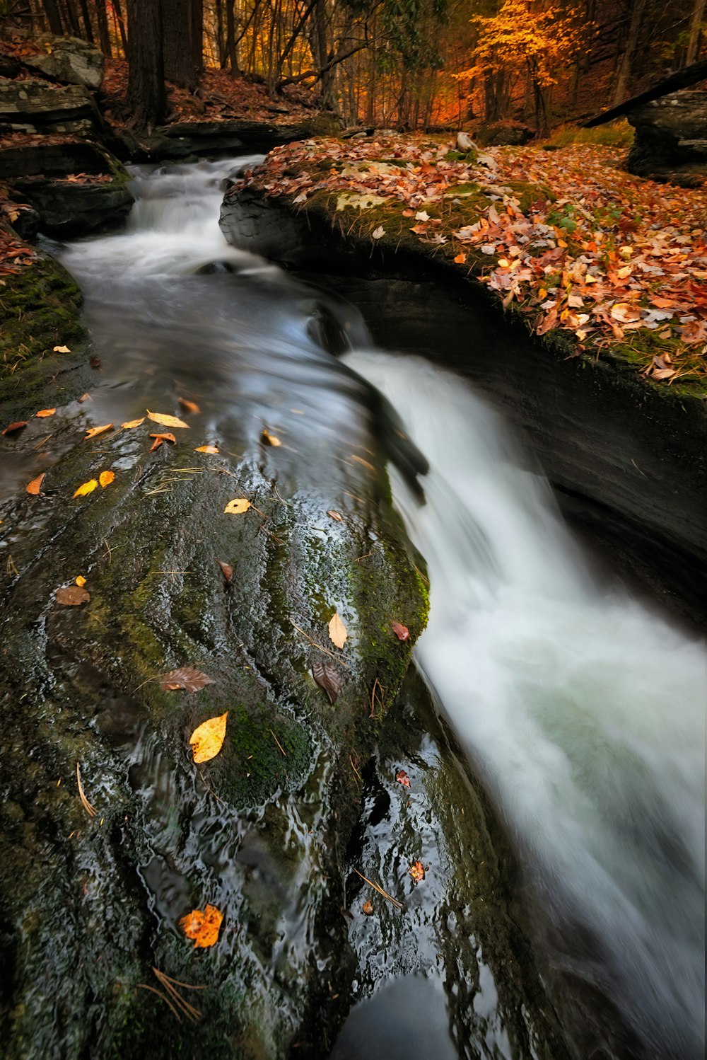 un ruisseau qui traverse une forêt remplie de feuilles
