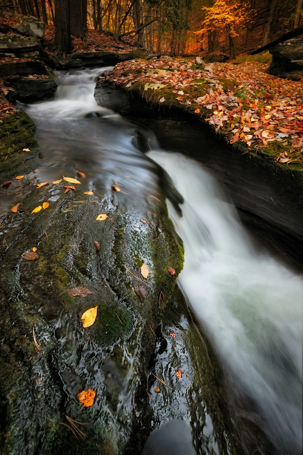 a stream running through a forest filled with leaves