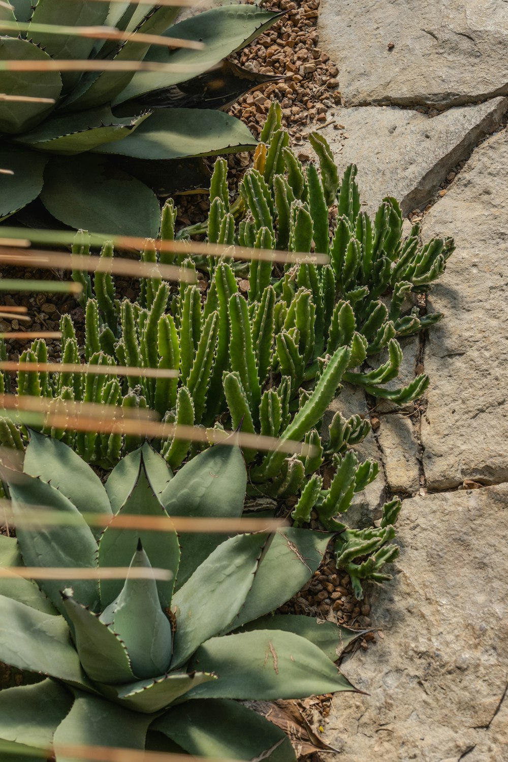 a bunch of plants that are next to some rocks