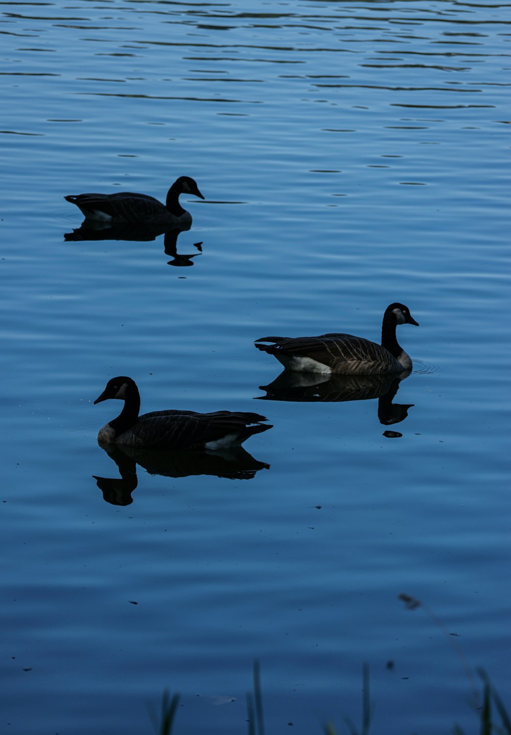 a couple of ducks floating on top of a lake