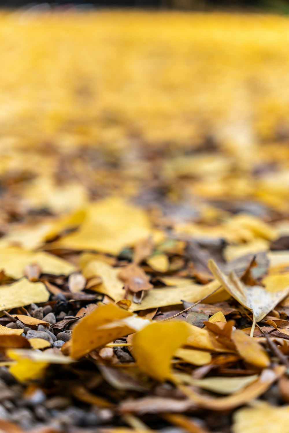 a close up of leaves on the ground
