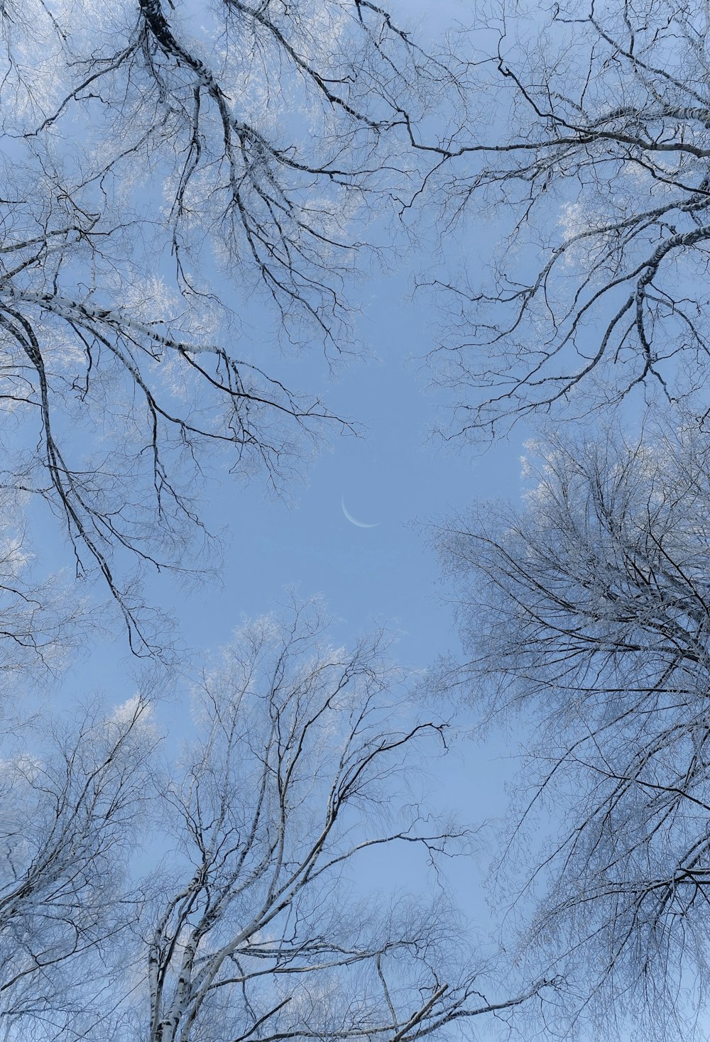 a group of trees with no leaves on them