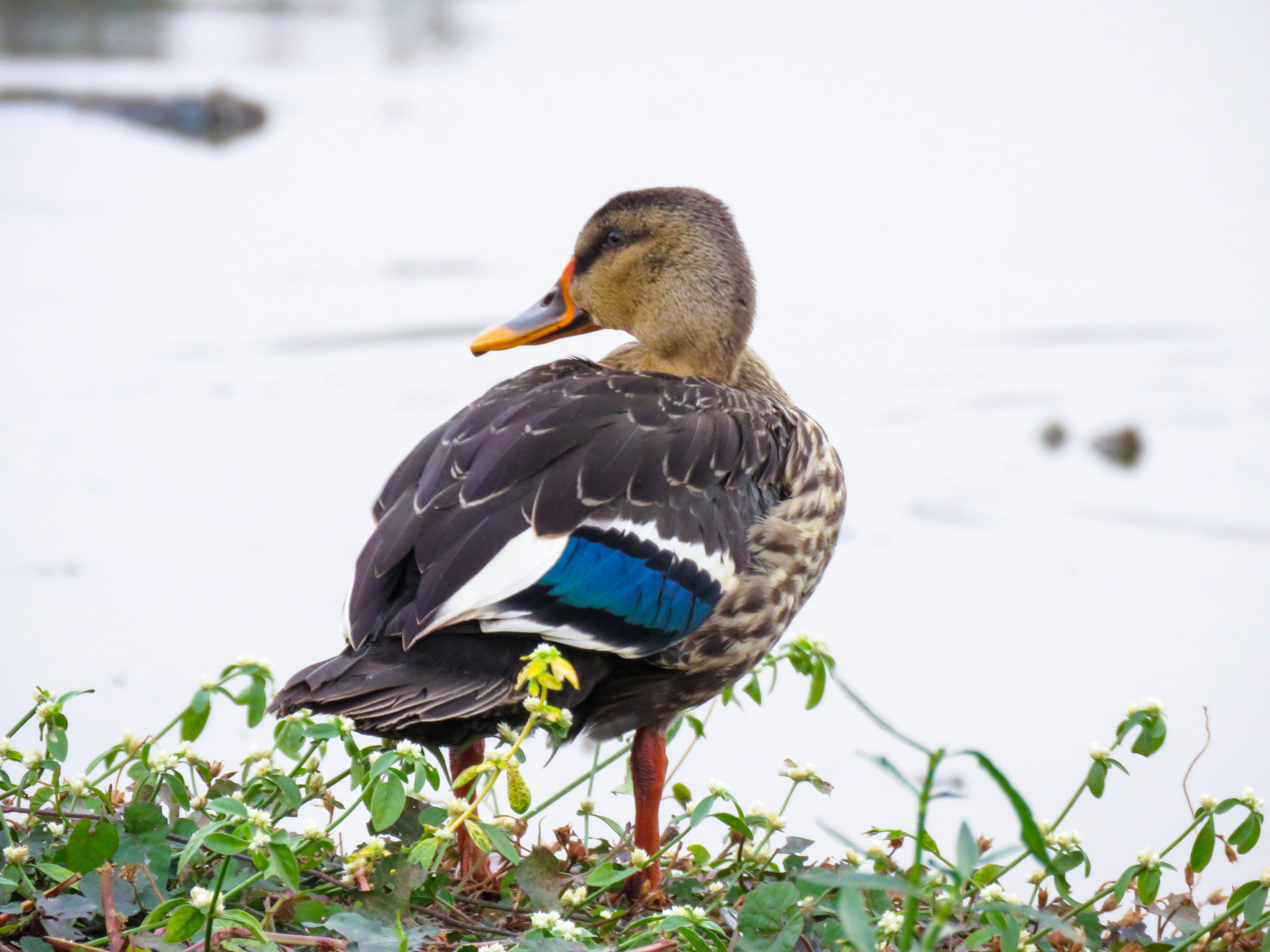 Photo by anandramavath_786