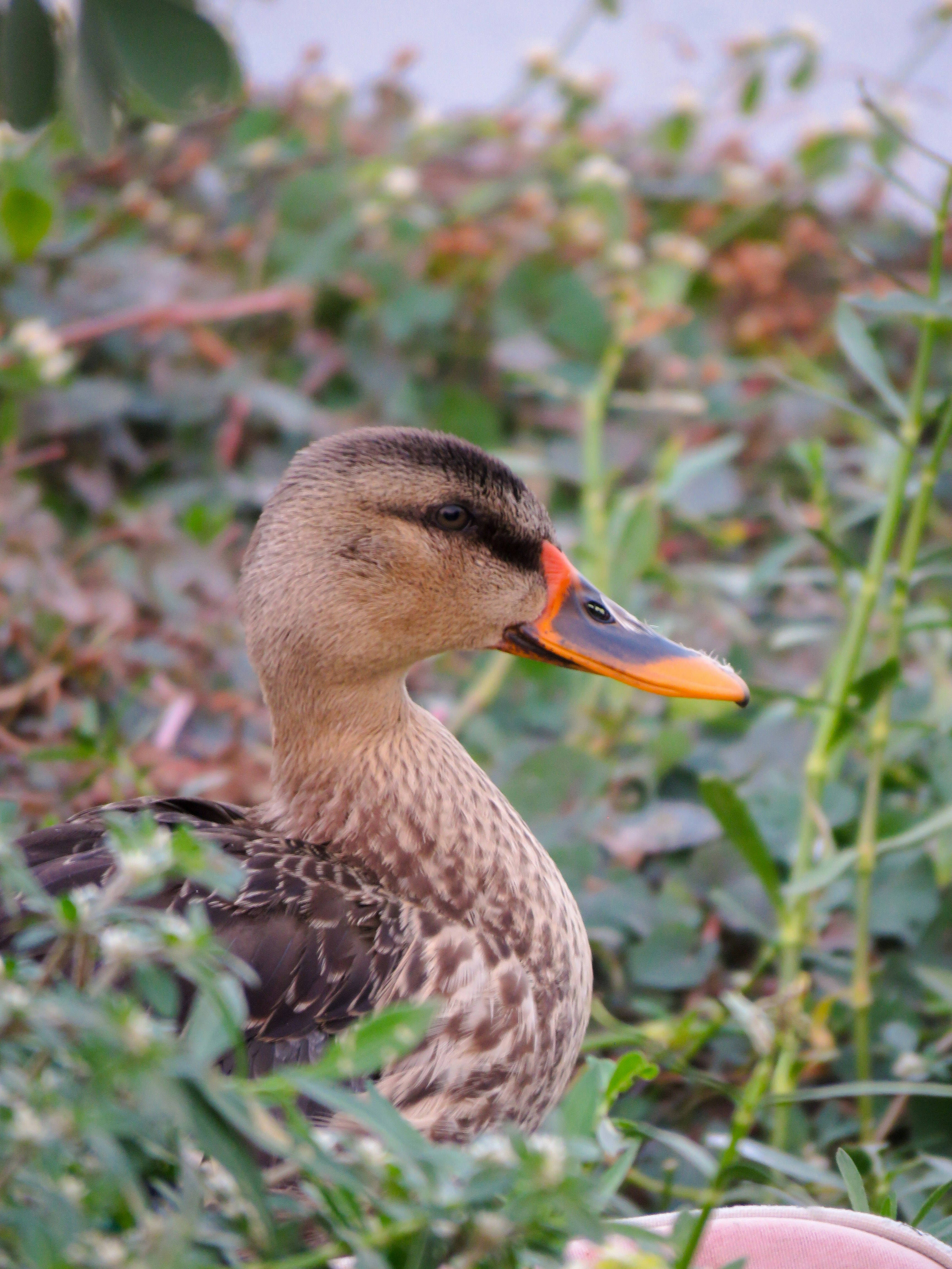 Photo by anandramavath_786