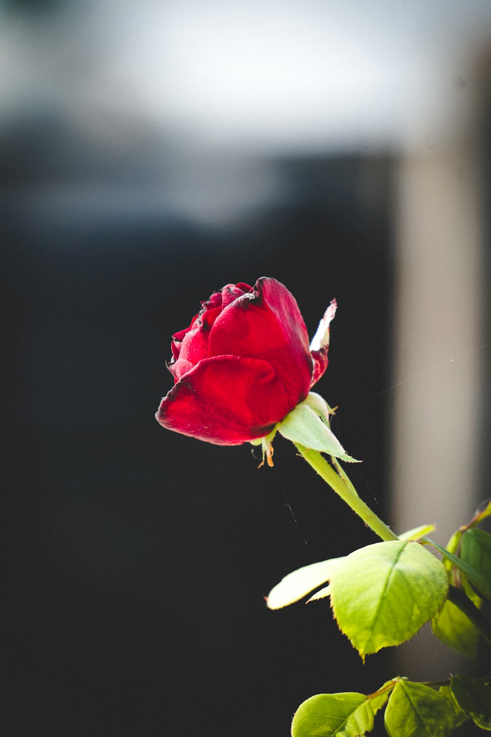 a single red rose with green leaves in a vase