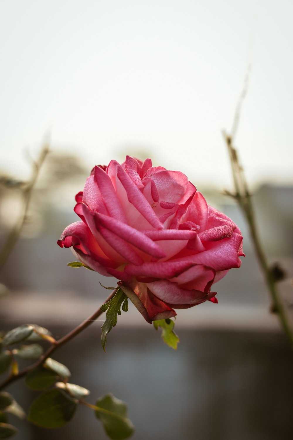 a pink rose is blooming in a garden