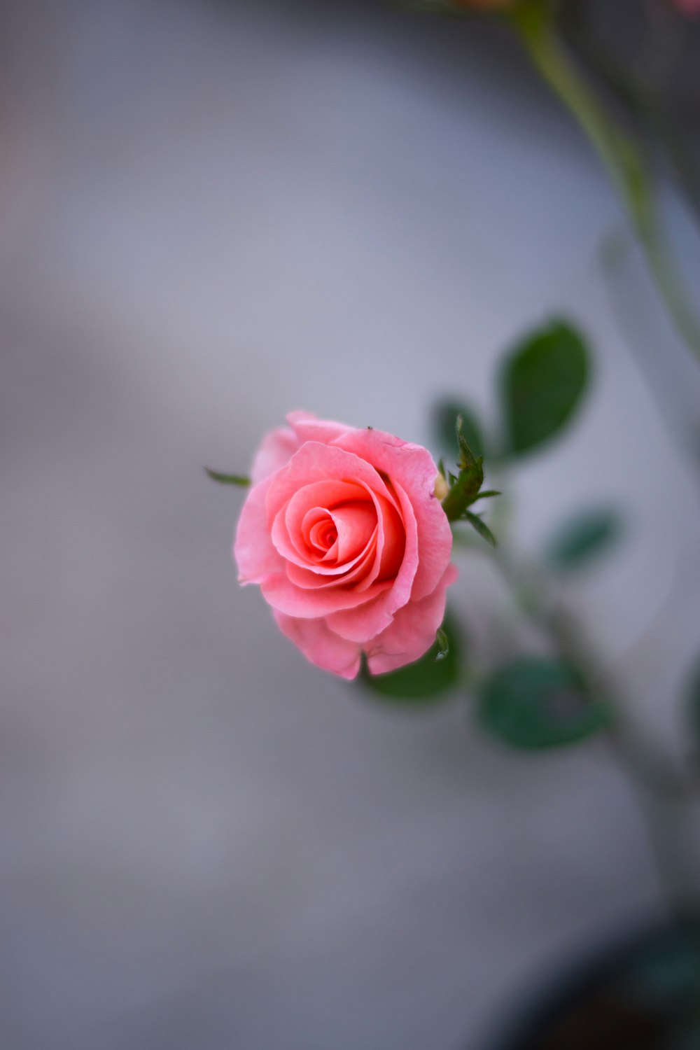 a single pink rose sitting on top of a table