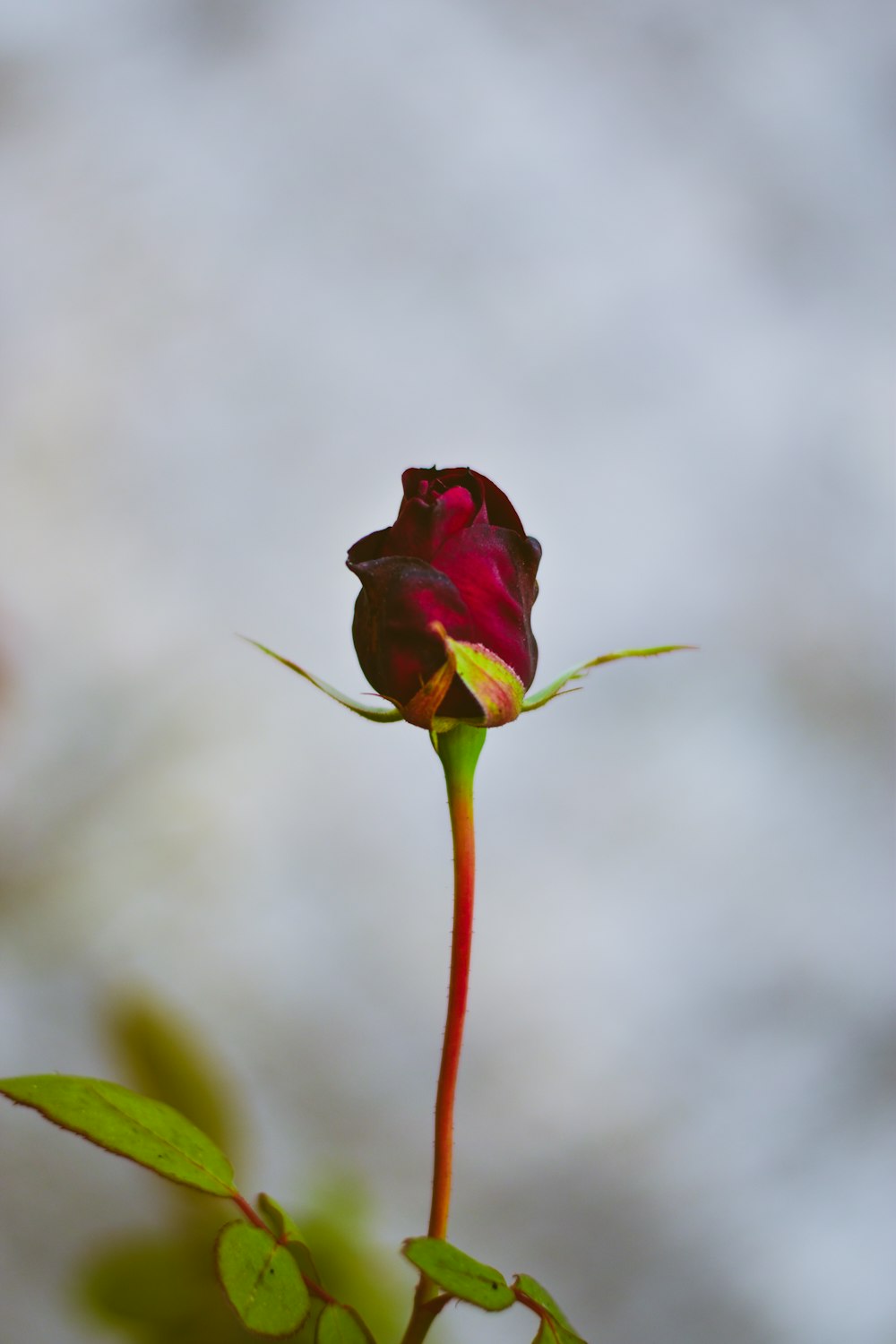 a single red rose with a green stem