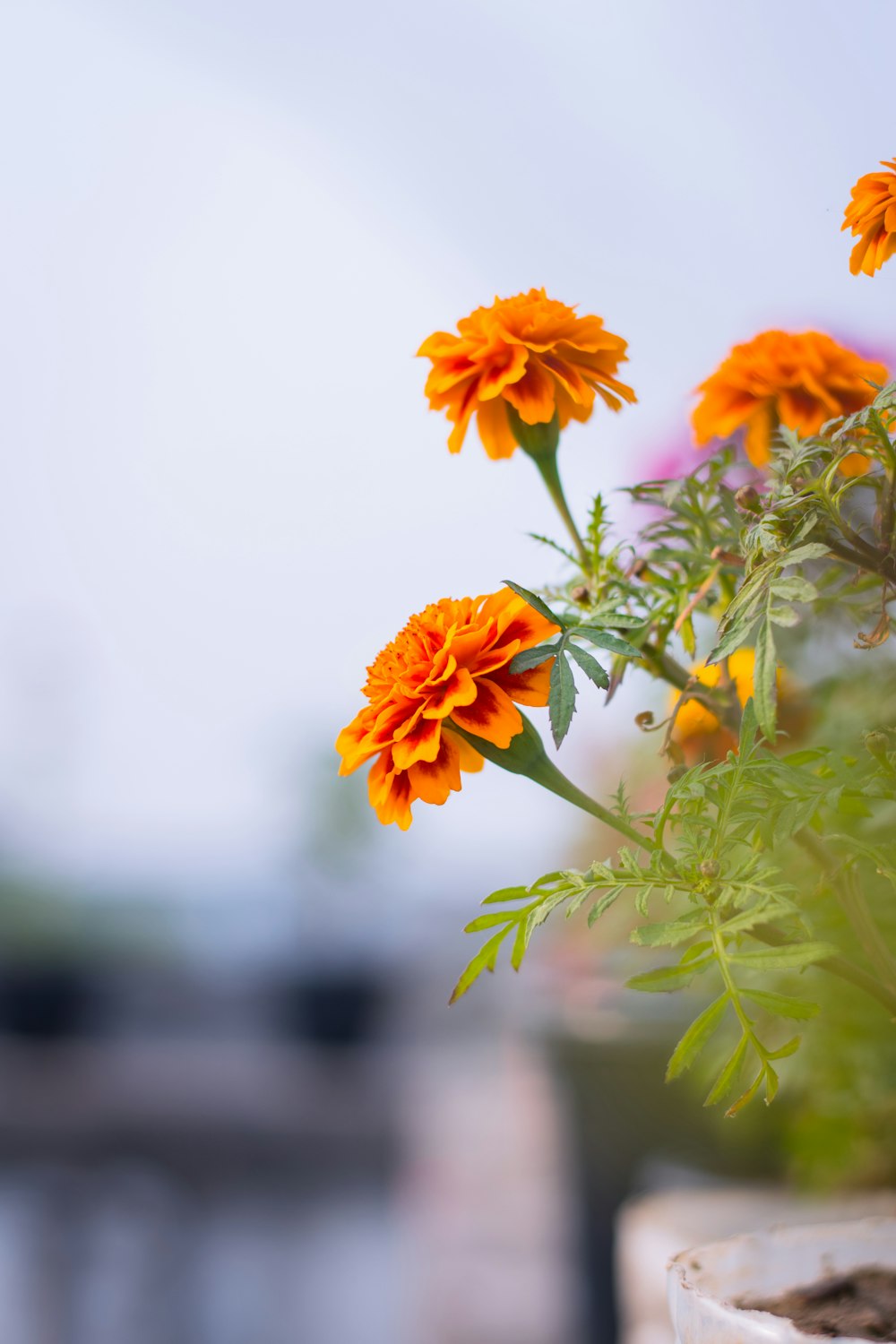 a close up of a plant with orange flowers