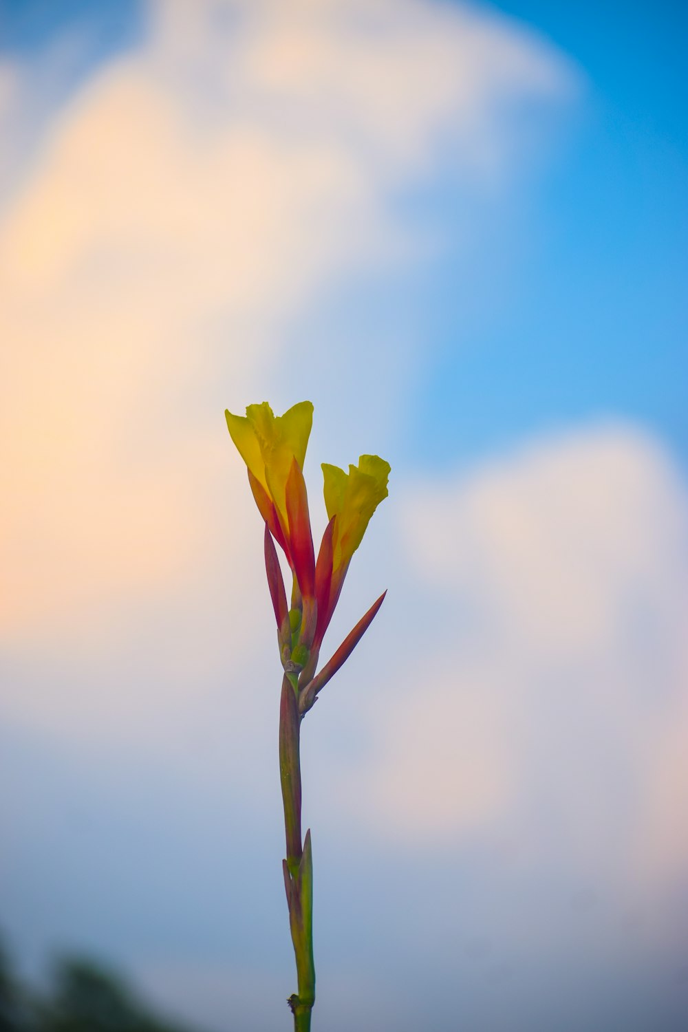 a yellow and red flower with a blue sky in the background