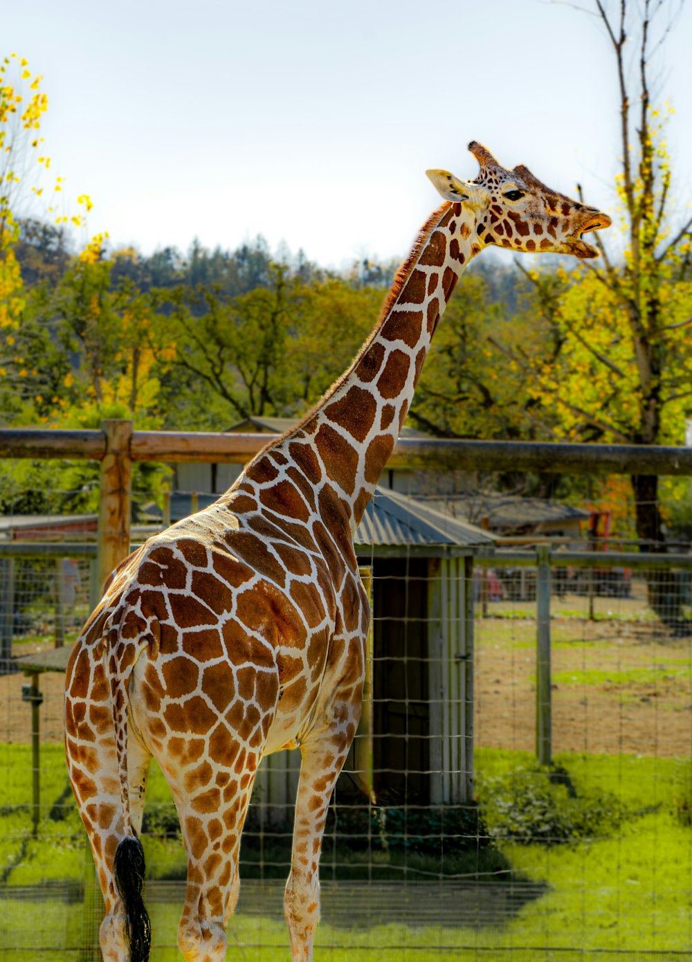 a giraffe standing in a fenced in area