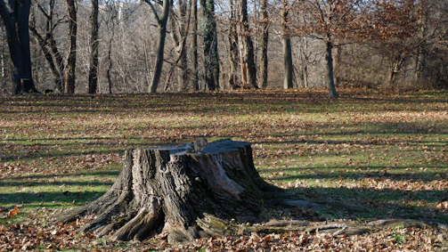 Before and after images showing a stump removed from a park area.