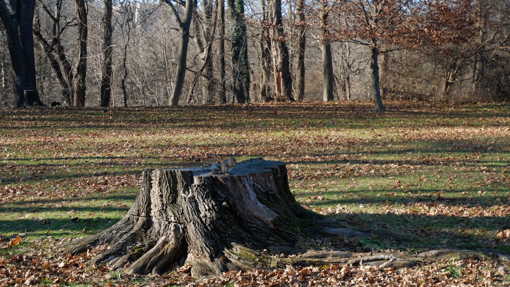 a tree stump in the middle of a field