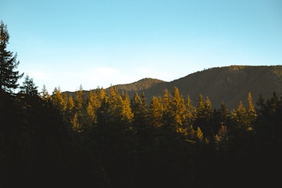 A serene forest landscape in Waldviertel captured at golden hour with a drone
