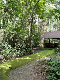 A lush green forest setting with dense foliage and trees under bright sunlight. A small path covered in moss leads towards a wooden shelter, partially visible on the right side. The shelter has a brown roof and is surrounded by vibrant greenery.