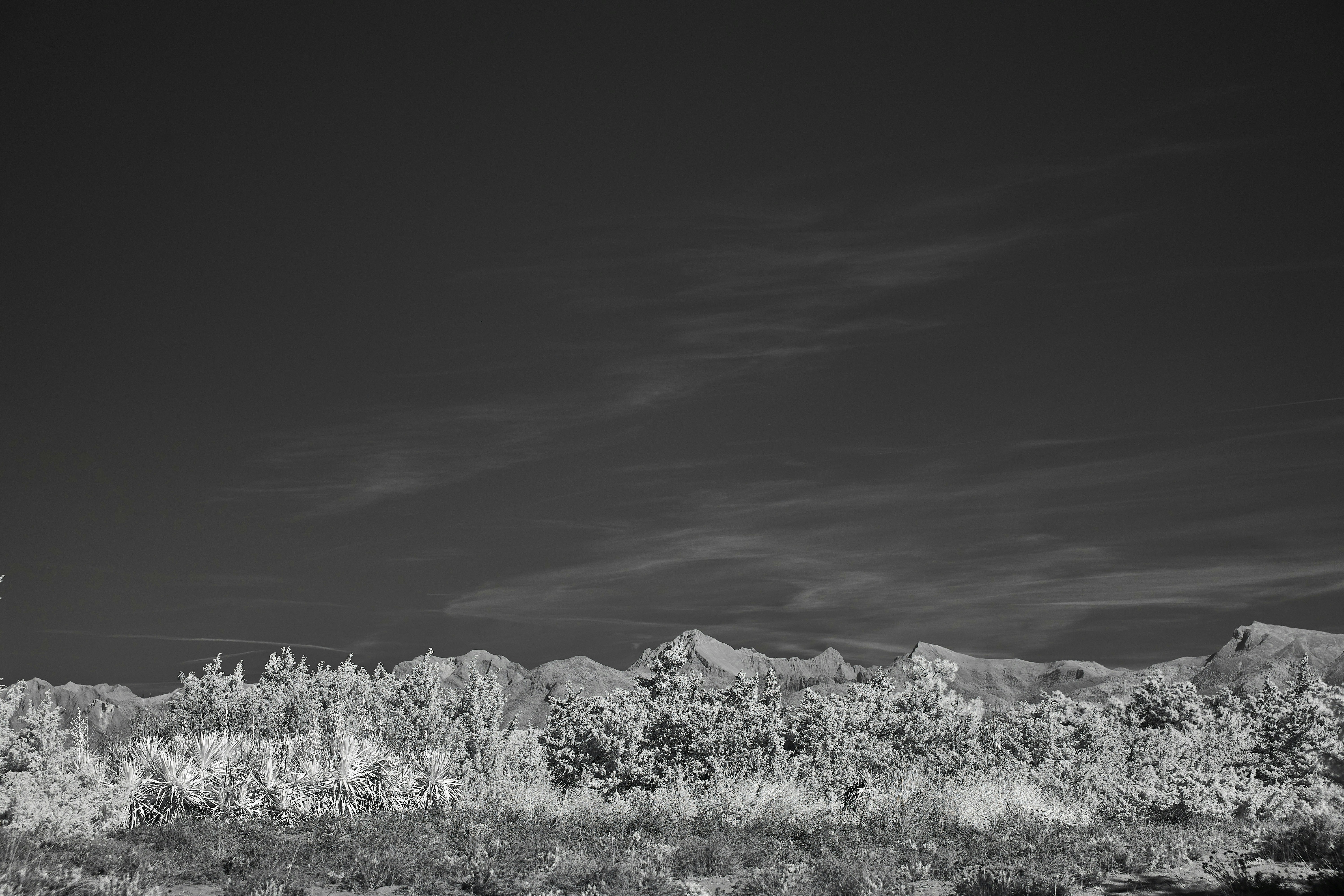 Photo by wolfgang_hasselmann