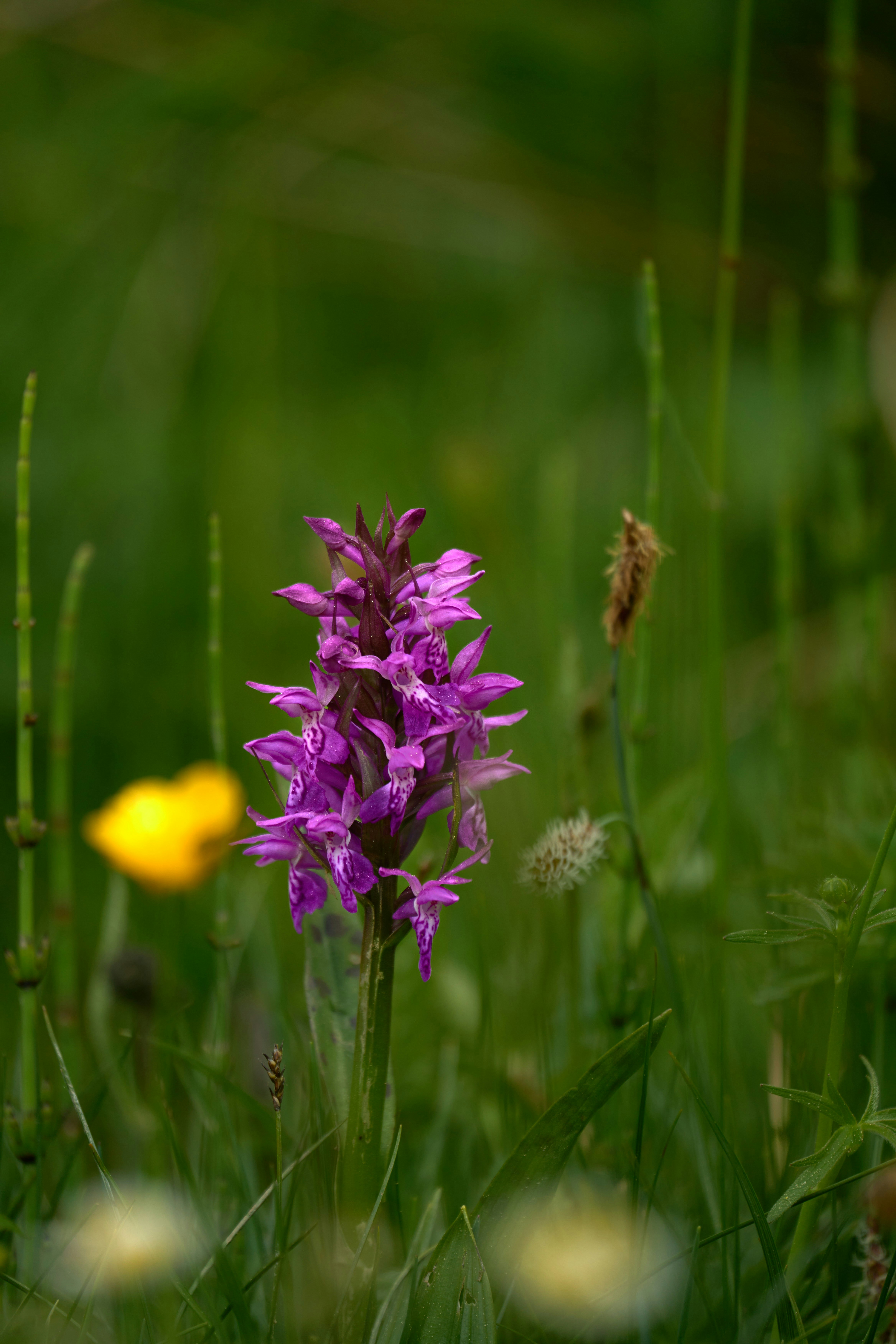 Photo by wolfgang_hasselmann