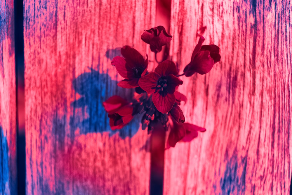 a red vase with some red flowers in it