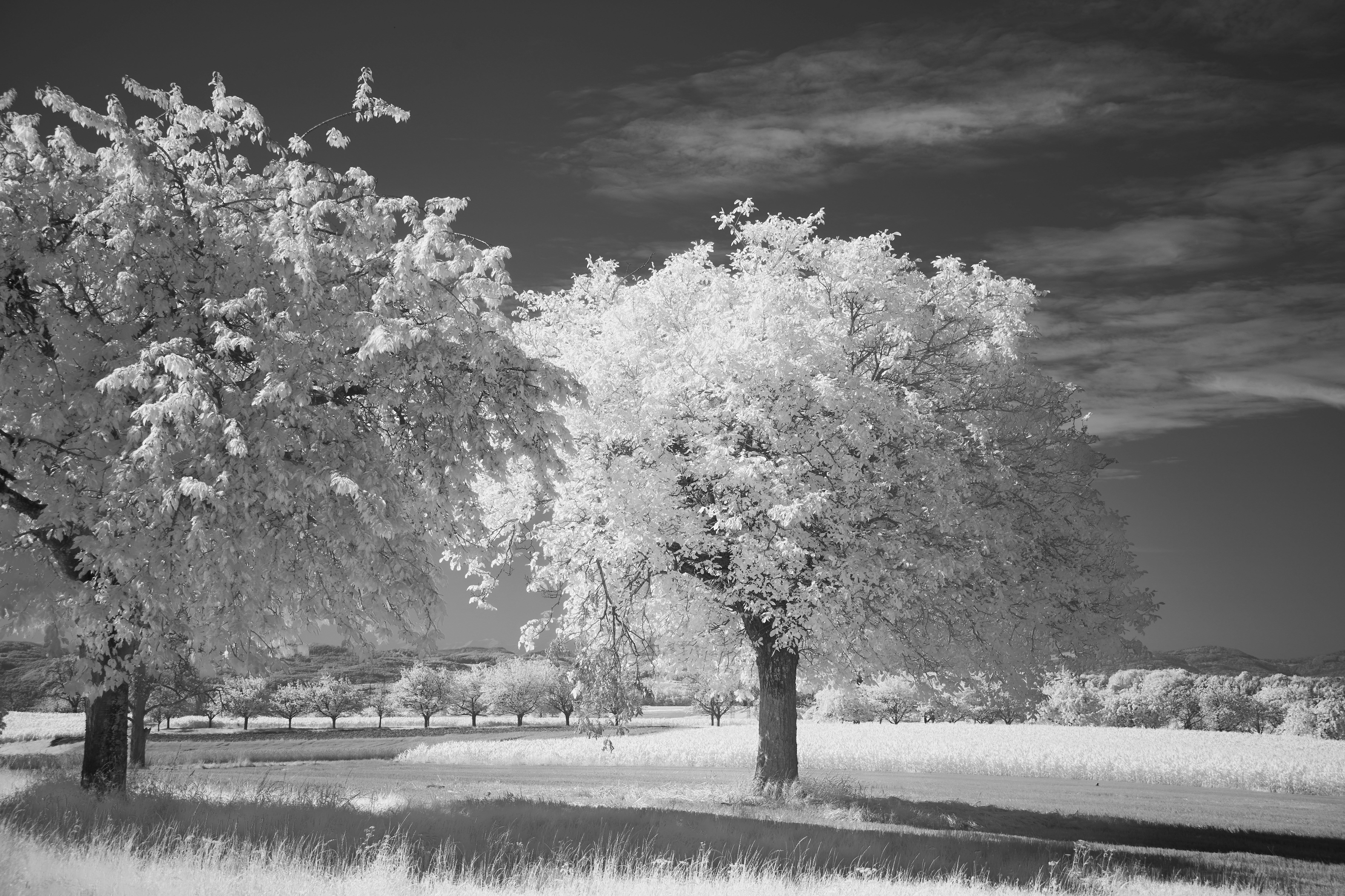 Photo by wolfgang_hasselmann