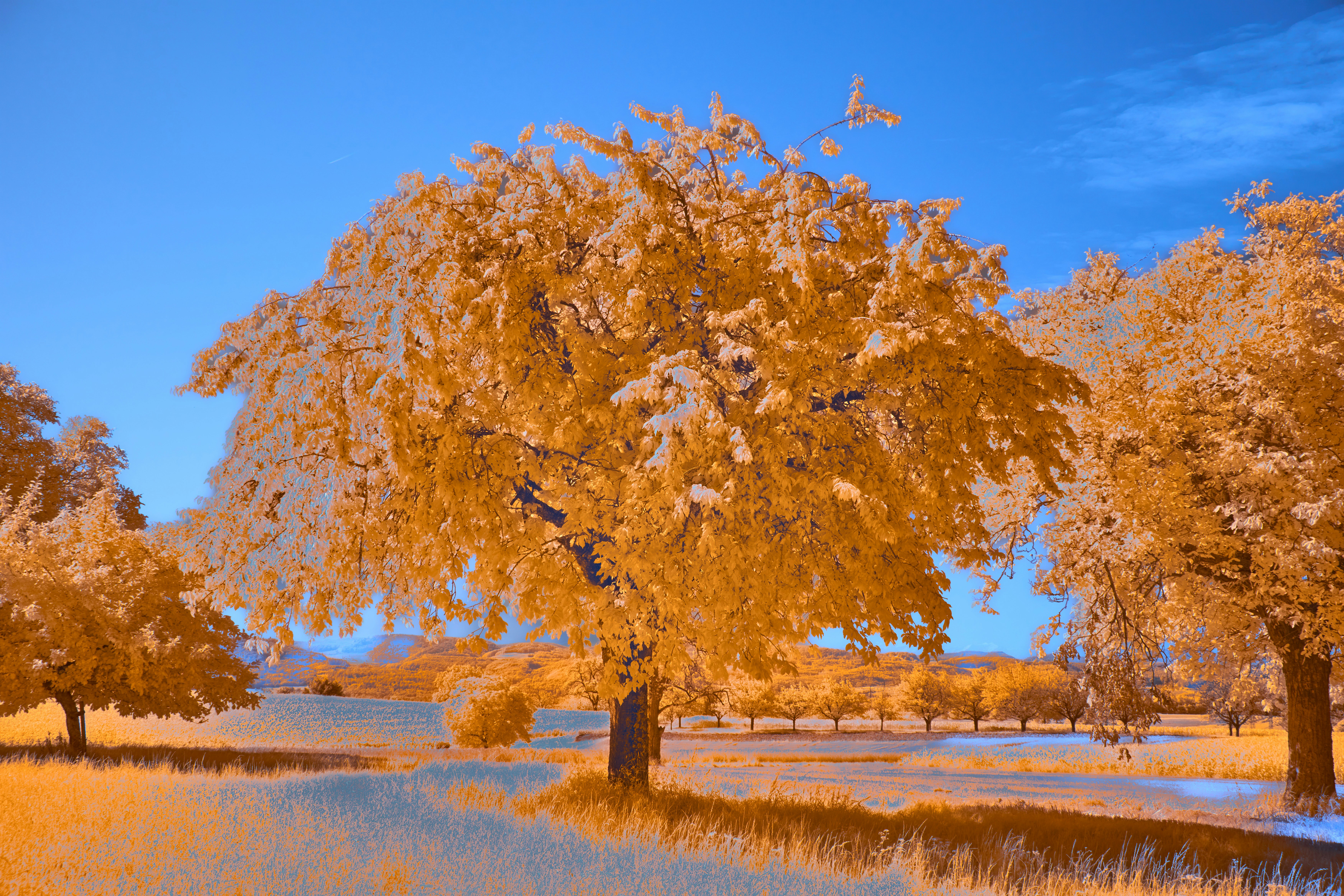 Photo by wolfgang_hasselmann