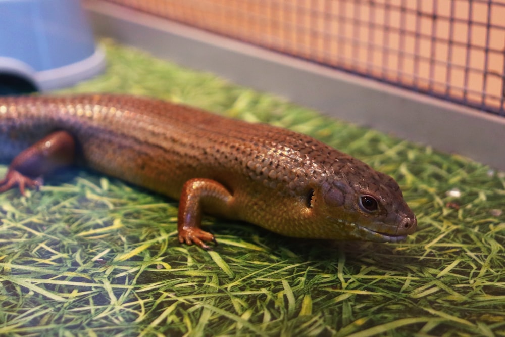 a brown and black lizard laying on top of green grass