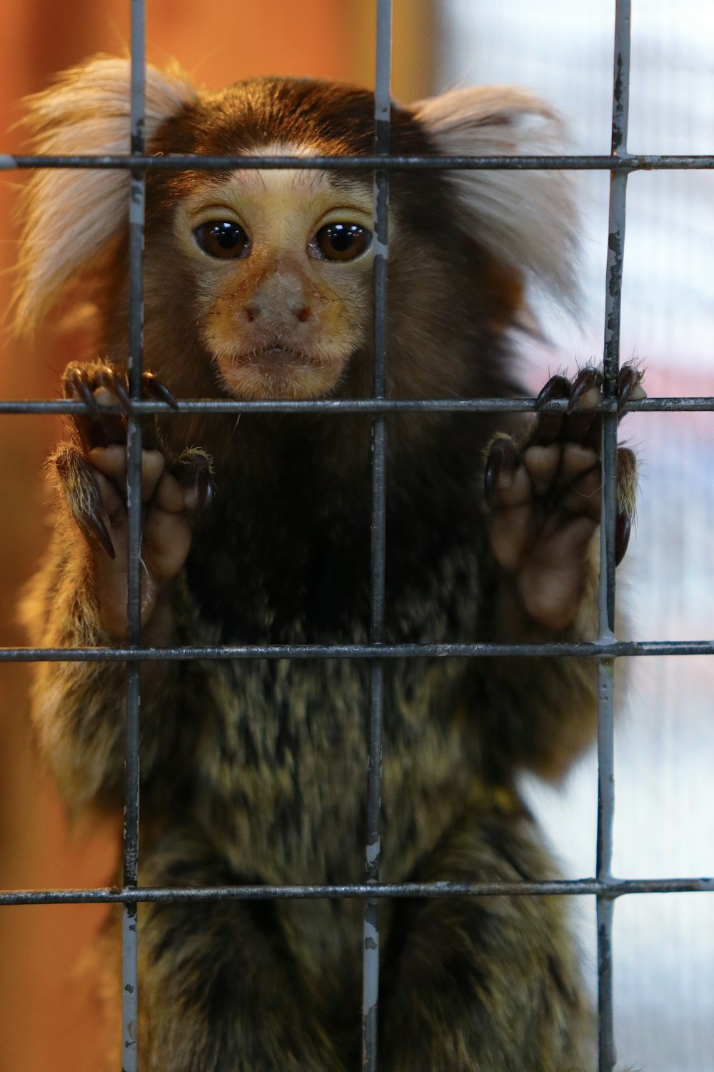 um pequeno macaco em uma gaiola olhando através das barras