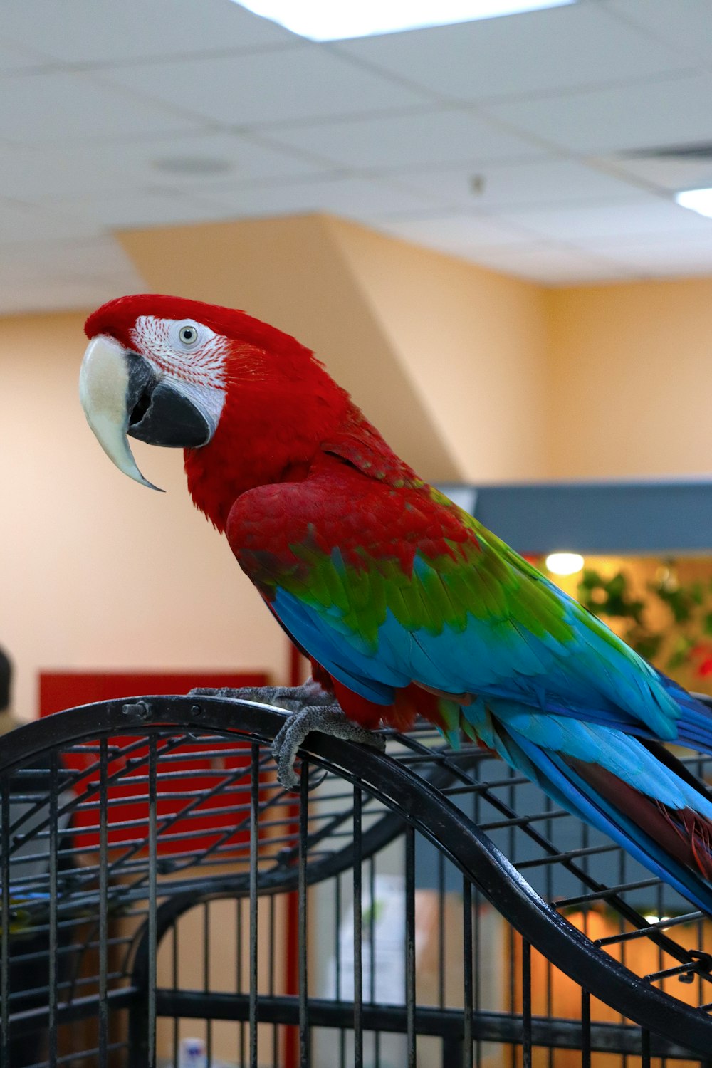 a colorful parrot sitting on top of a cage