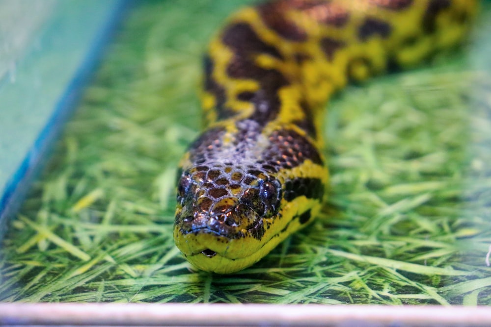 a yellow and black snake laying on top of green grass