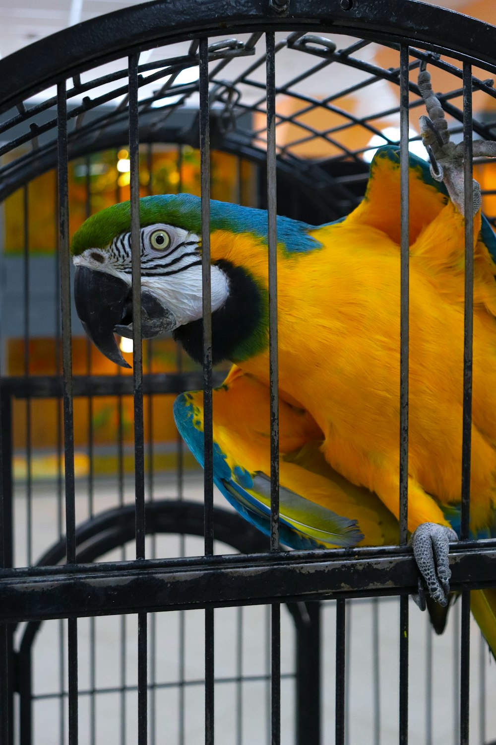 a parrot sitting in a cage with its head on the cage