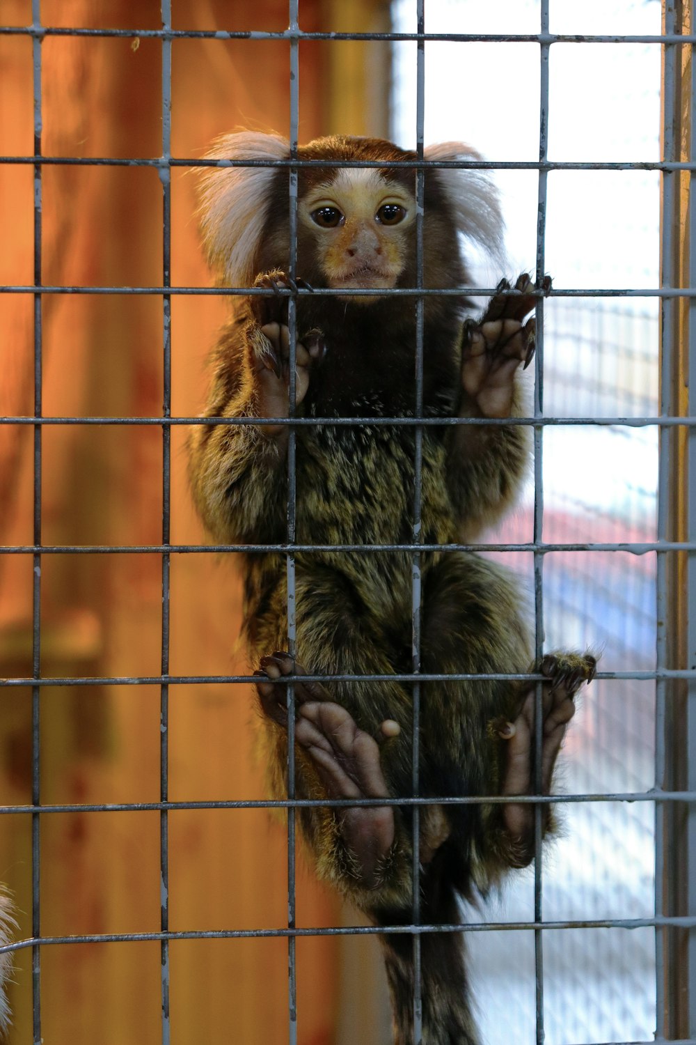 a small monkey sitting on top of a cage