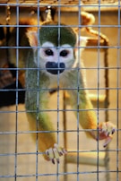 A small monkey with a greenish-brown fur coat and a pale face peers through the bars of a cage. Its eyes are wide and dark, and its hands are gripping the wire mesh. The setting is enclosed, suggesting an indoor environment with artificial lighting.