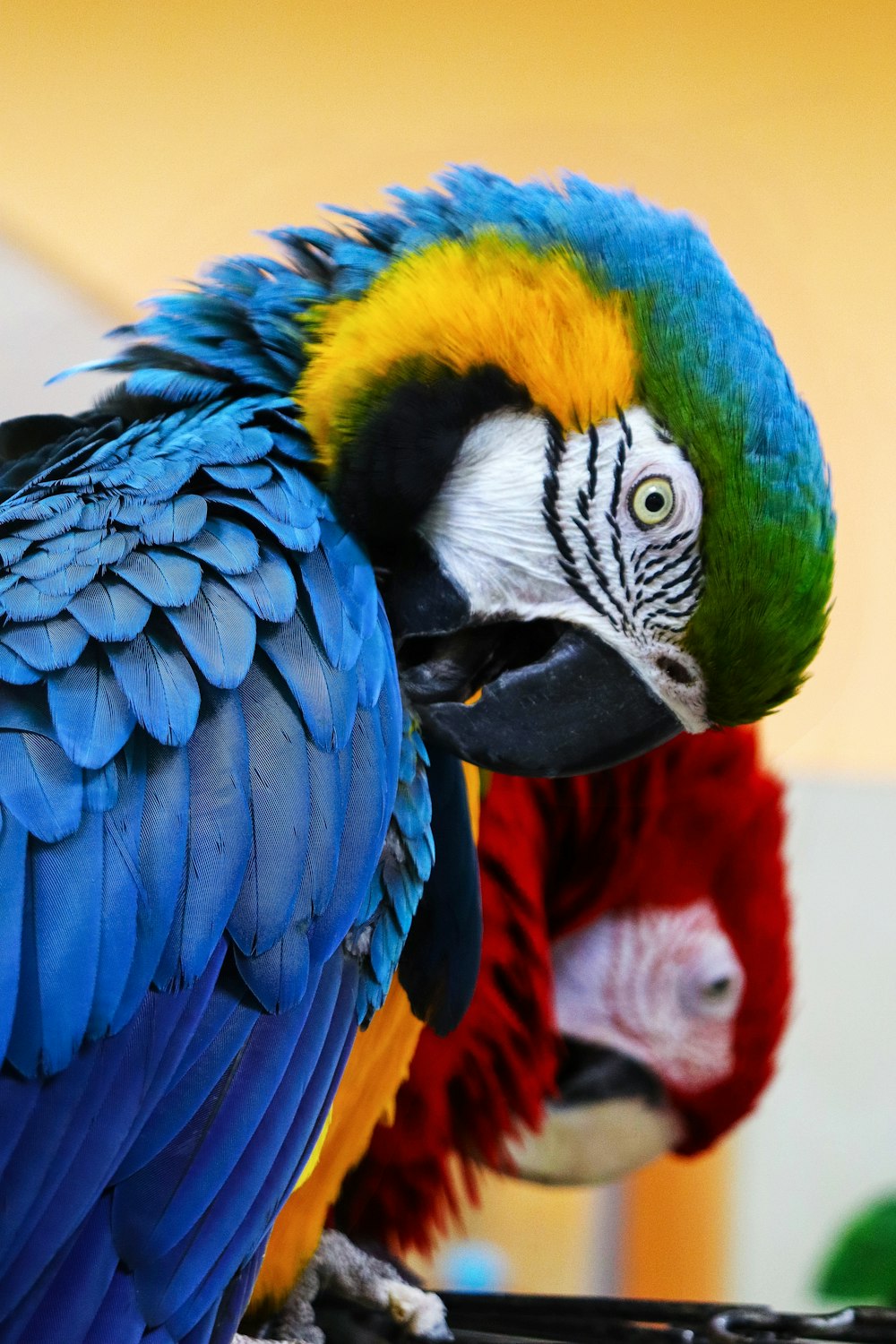 a close up of two colorful birds on a branch