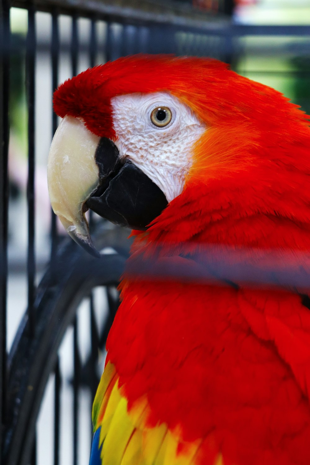 ein rot-gelber Papagei sitzt auf einem Käfig