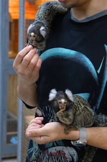 A man is holding two small monkeys, each with distinct white tufts on their ears. The first monkey is perched on his left hand, nibbling on food, while the second monkey rests on his arm, also holding food. The man is wearing a dark graphic t-shirt and a watch on his wrist. The setting appears indoor with a blurred background.