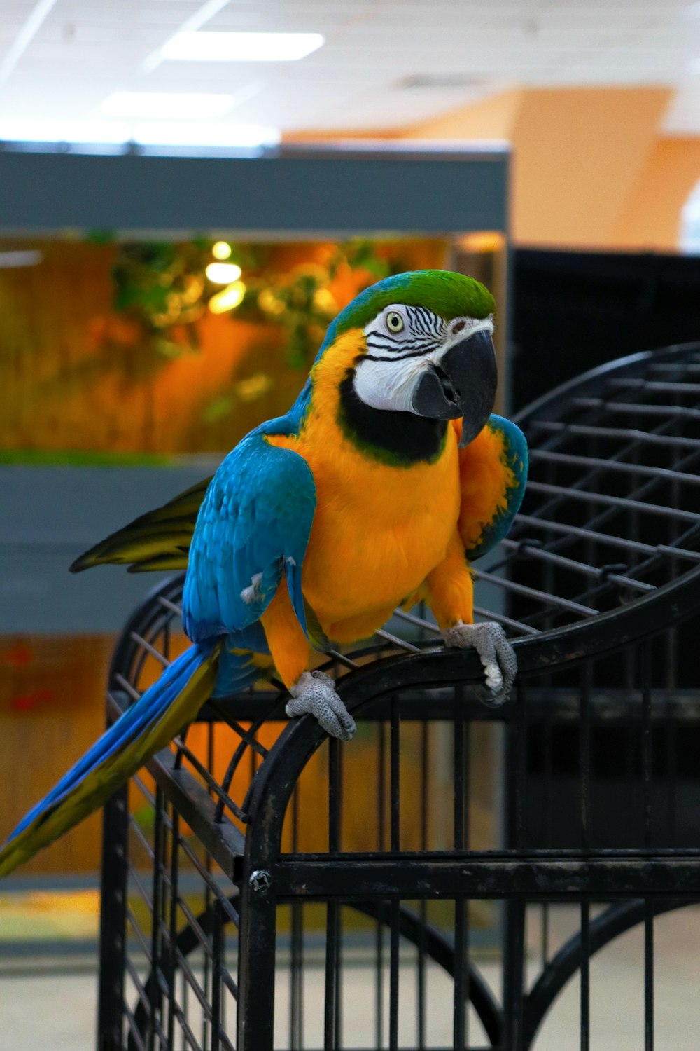 a blue and yellow parrot sitting on top of a cage