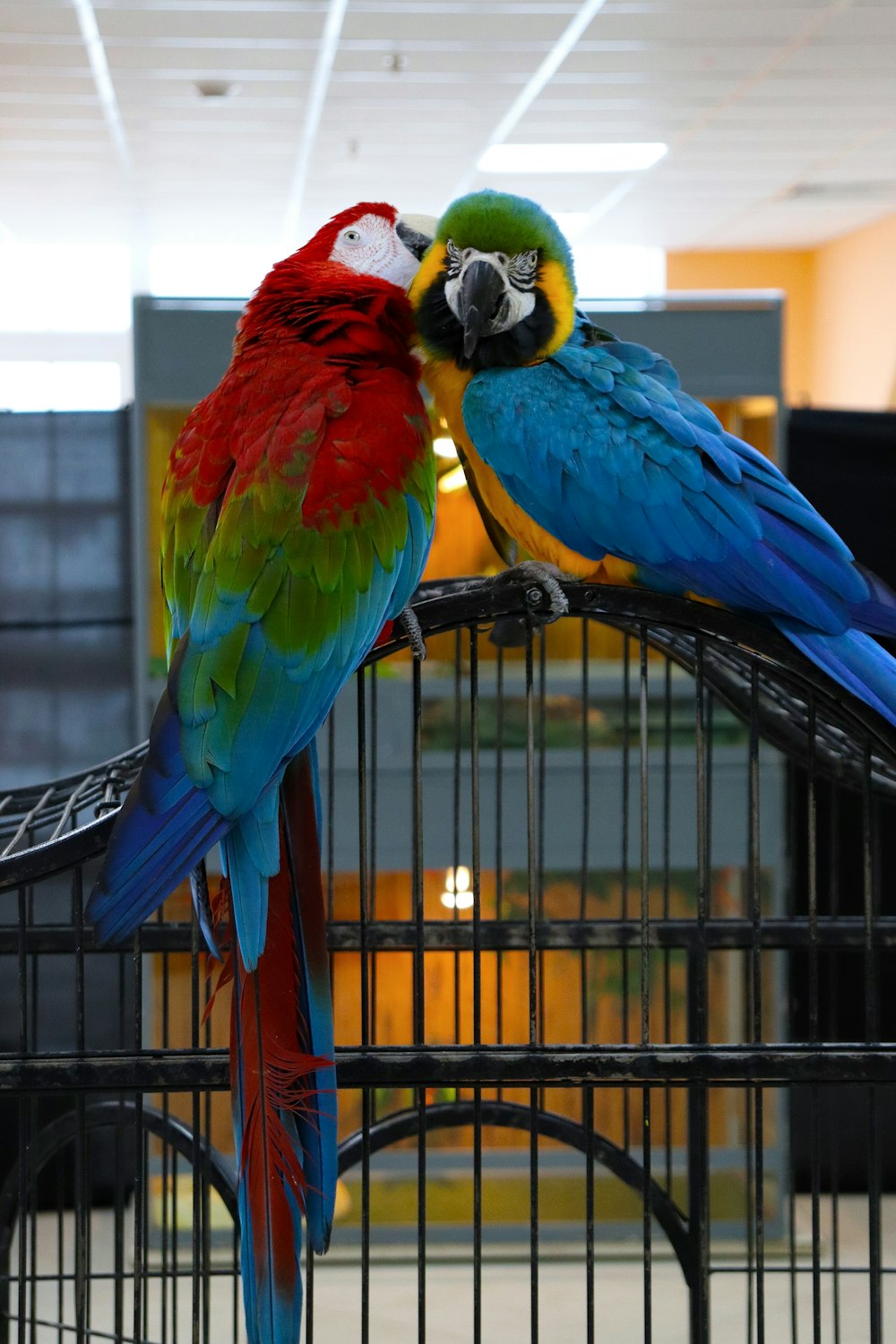 two colorful parrots sitting on top of a cage