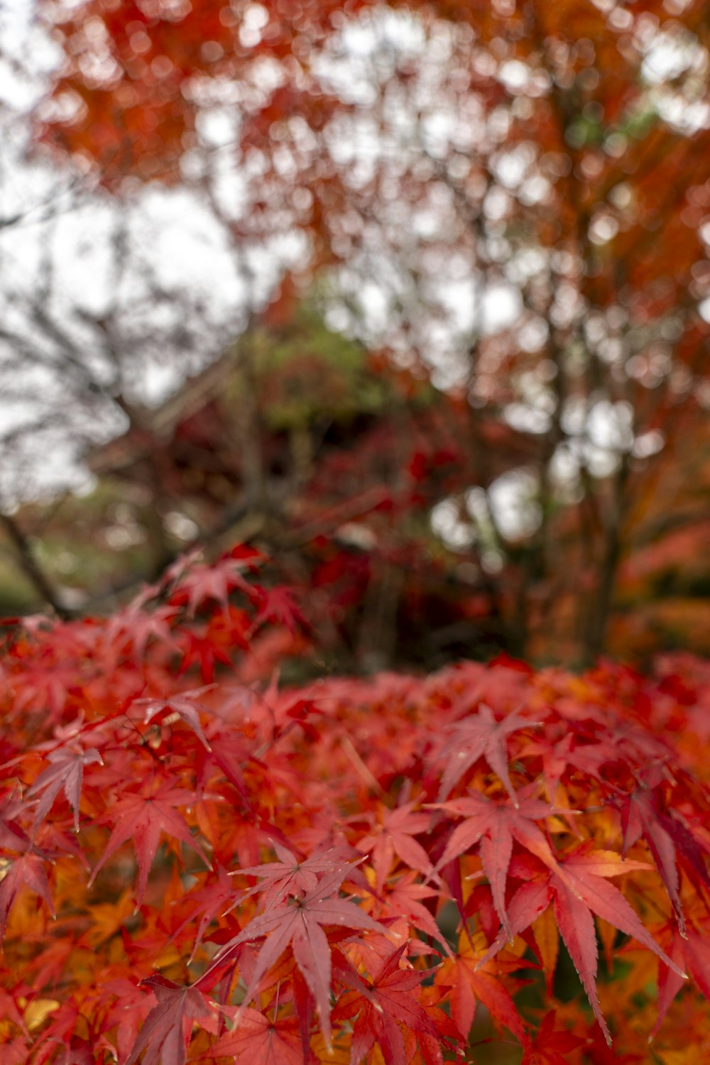 a tree with red leaves in the fall