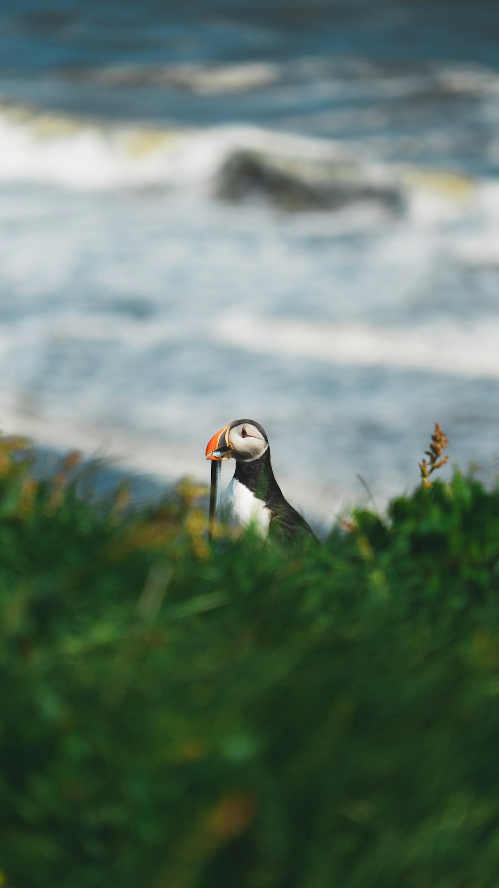 a puffy bird sitting on top of a lush green field