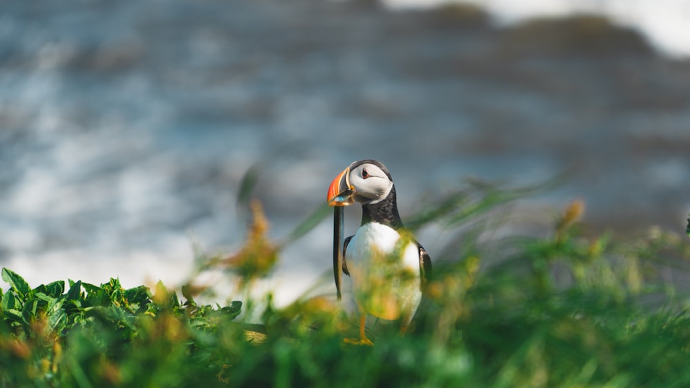 a bird with a long beak standing in the grass