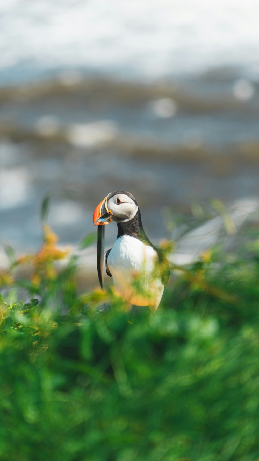 a small bird sitting on top of a lush green field