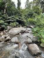 A serene forest scene with a flowing stream surrounded by large rocks and dense green foliage. The water cascades gently over the rocks, creating a calming natural atmosphere. Tall trees and lush vegetation envelop the area, indicating a thriving ecosystem.