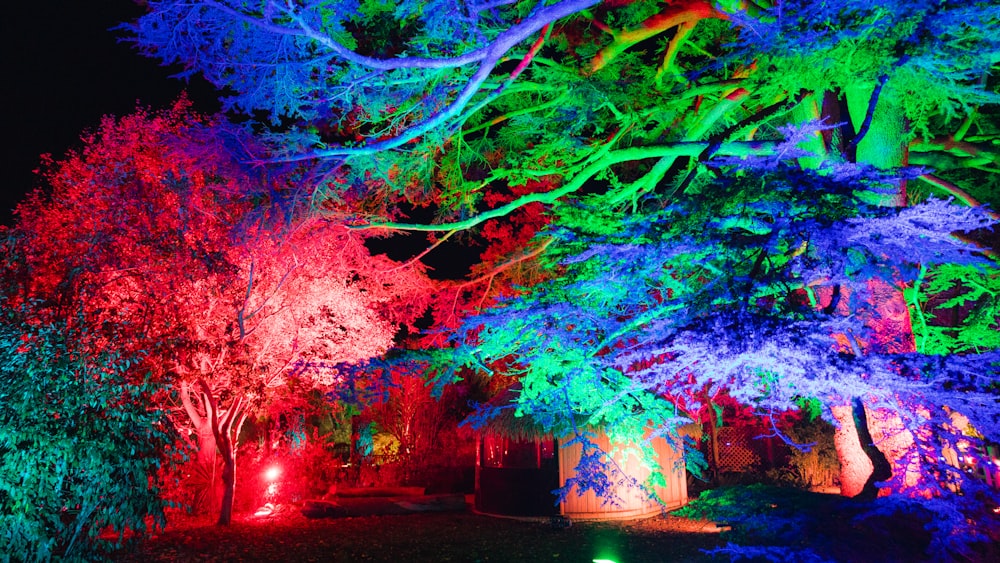 Eine Gruppe von Bäumen, die mit bunten Lichtern beleuchtet sind
