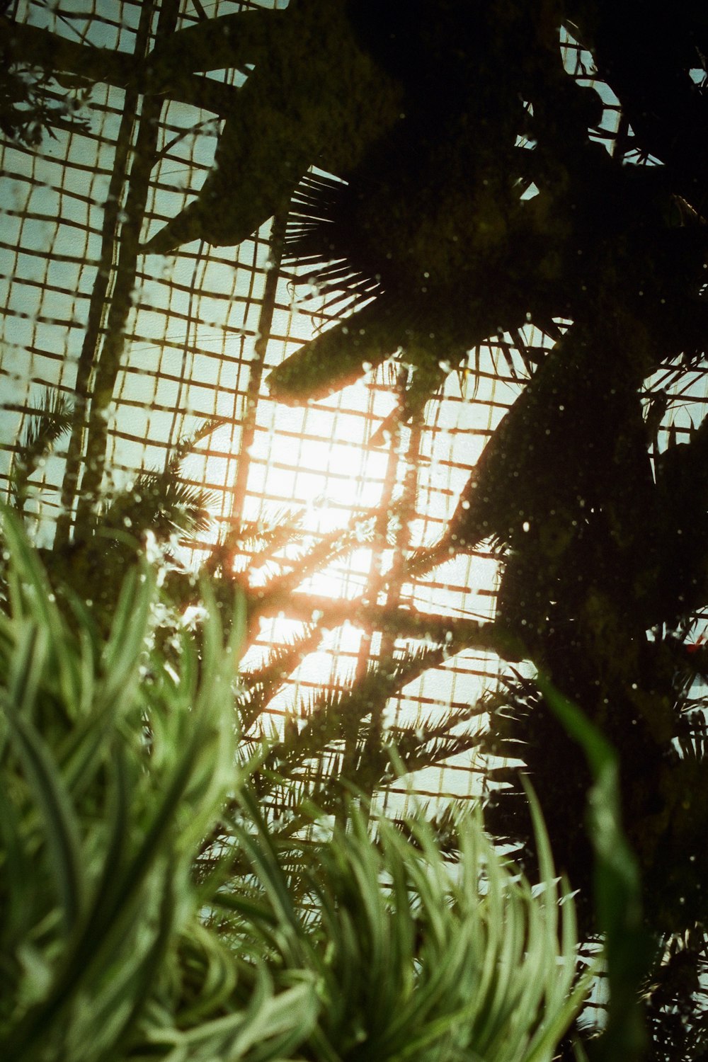 Un primer plano de una planta con el sol de fondo