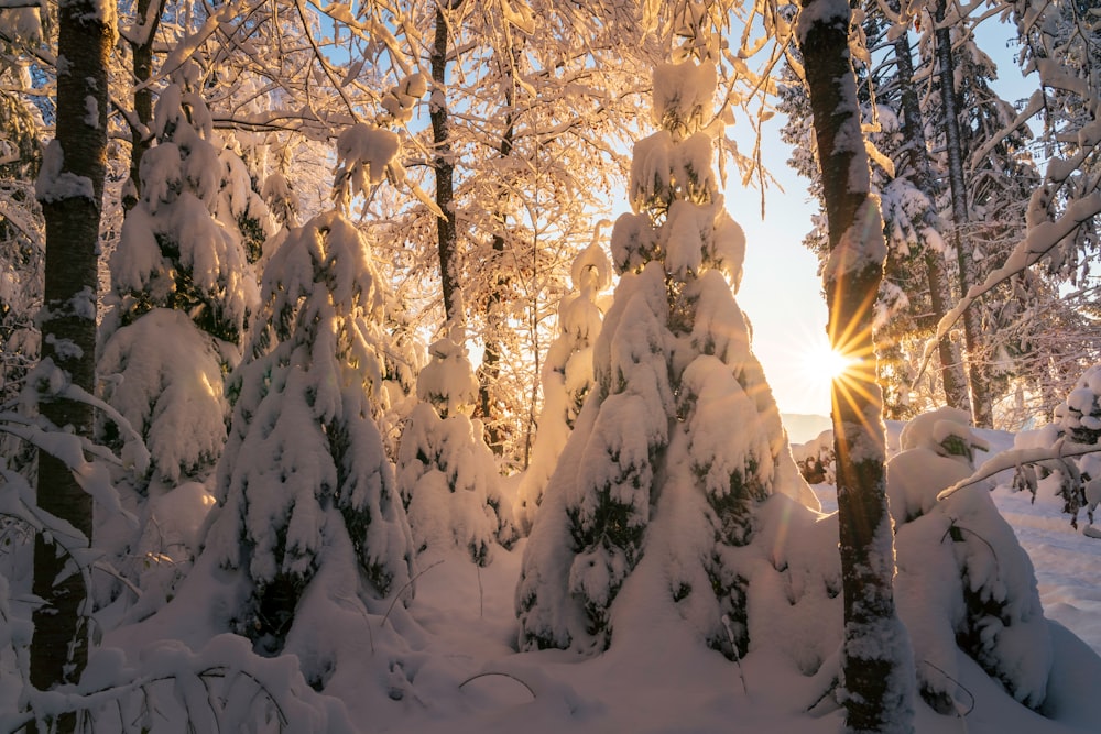 the sun is shining through the trees in the snow