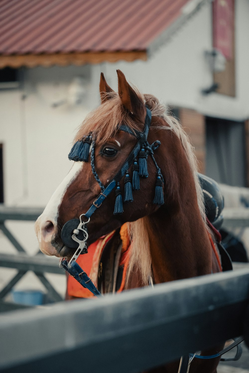 a brown horse with a blue bridle standing next to a fence