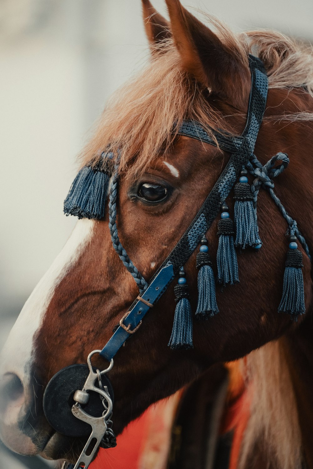 un primo piano di un cavallo che indossa una briglia